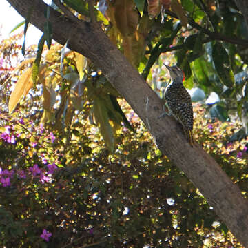 Image of Nubian Woodpecker