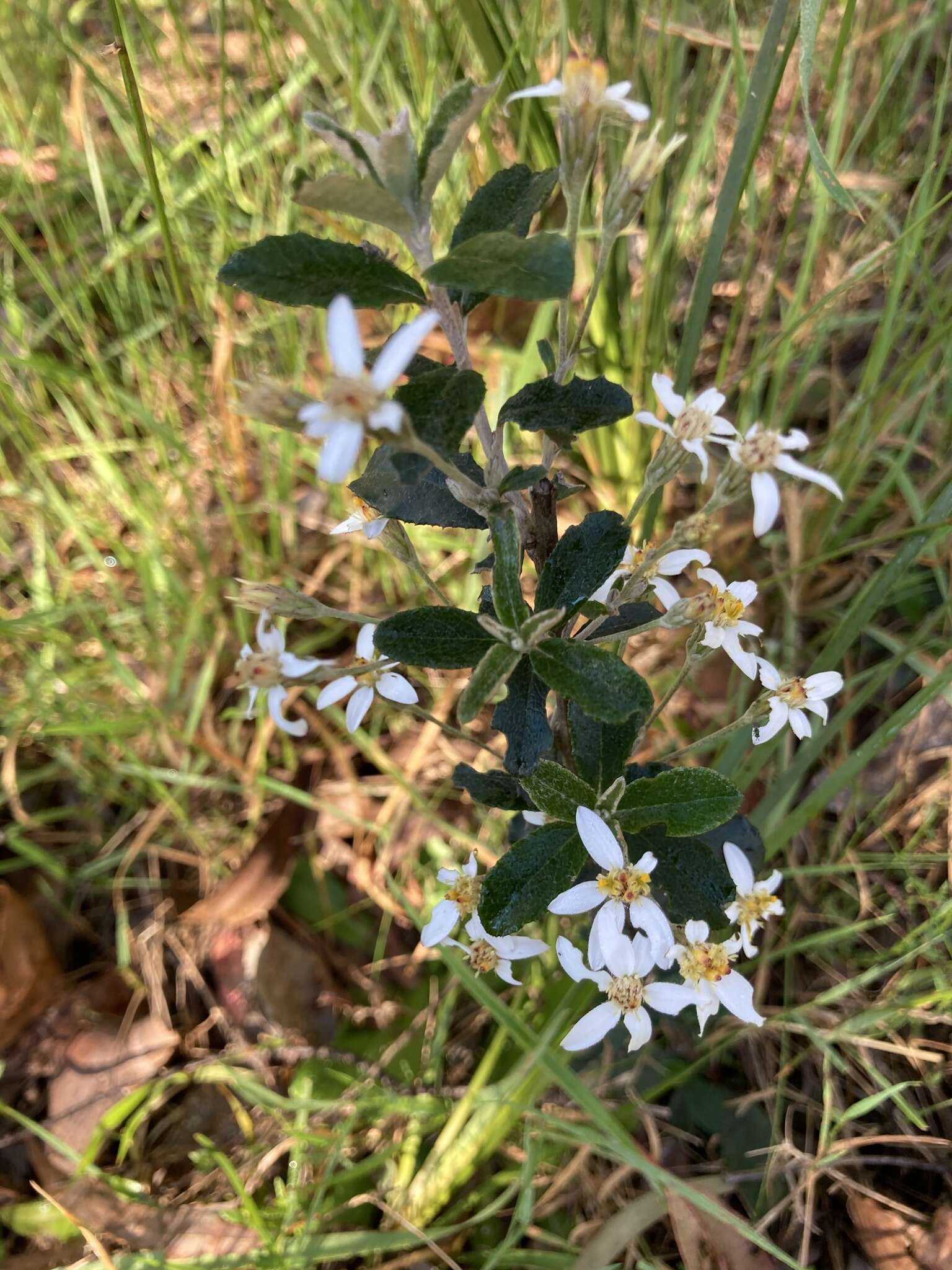 Image of Olearia myrsinoides (Labill.) F. Müll.