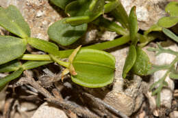 Image de Roepera crenata (F. Müll.) Beier & Thulin