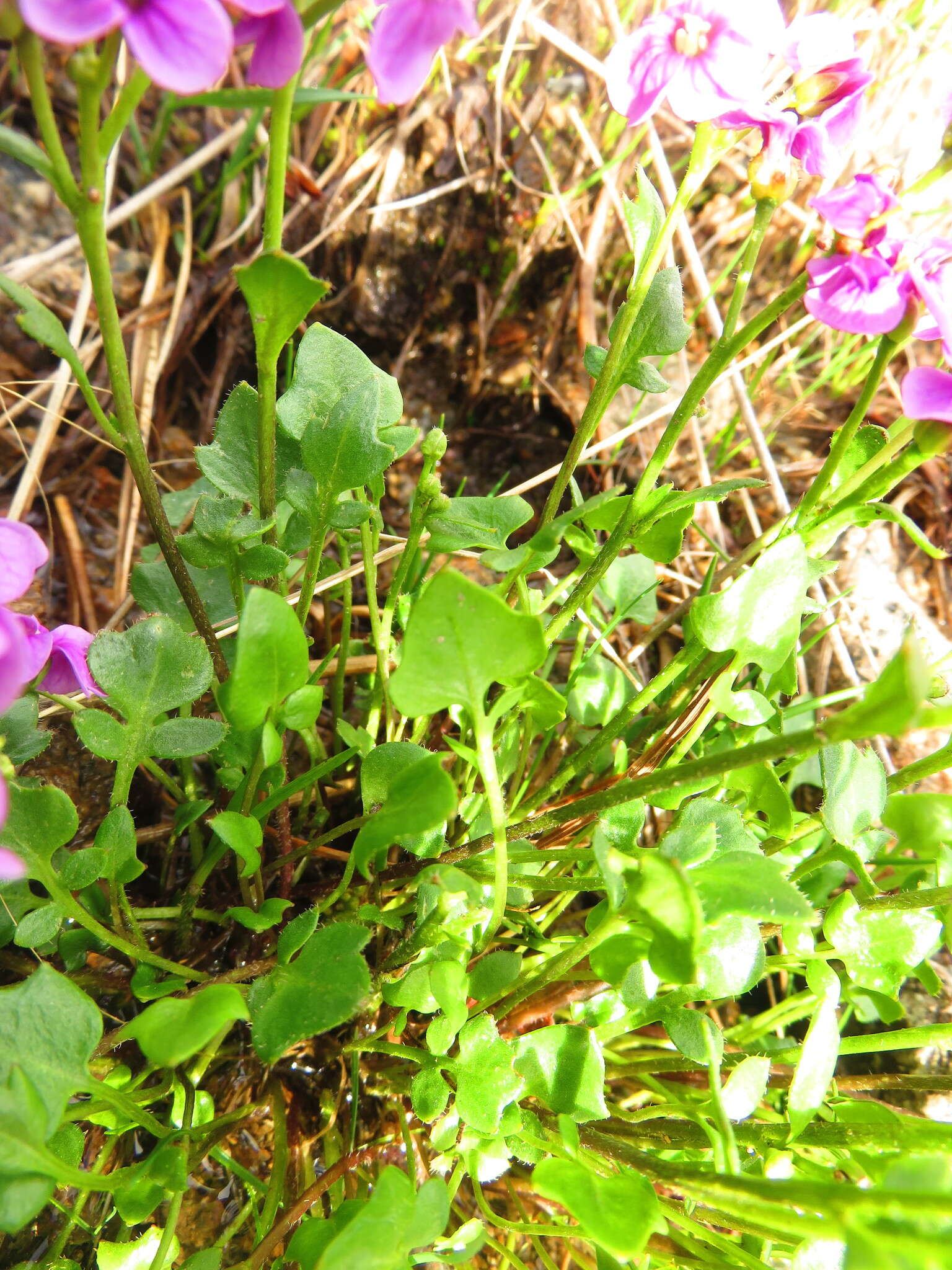Imagem de Cardamine purpurea Cham. & Schltdl.