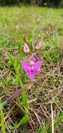 Image of Oklahoma grasspink