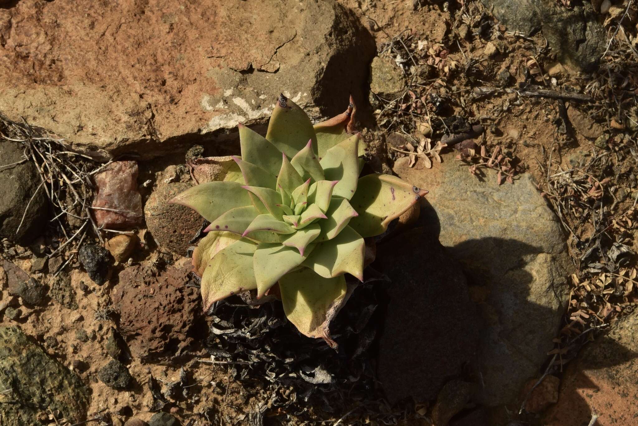 Imagem de Dudleya gatesii Johansen