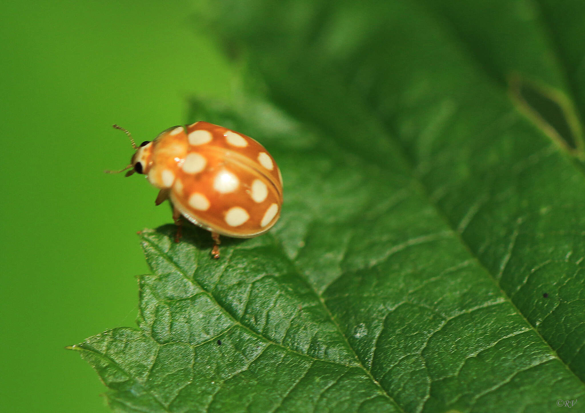 صورة Calvia quindecimguttata (Fabricius 1777)