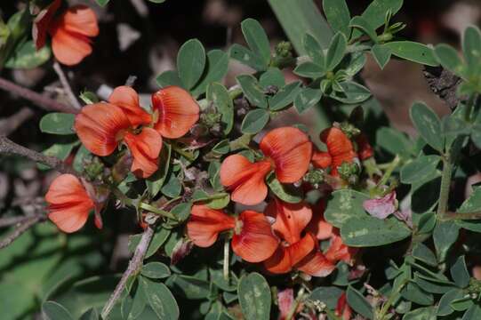 Image of Indigofera sessilifolia DC.