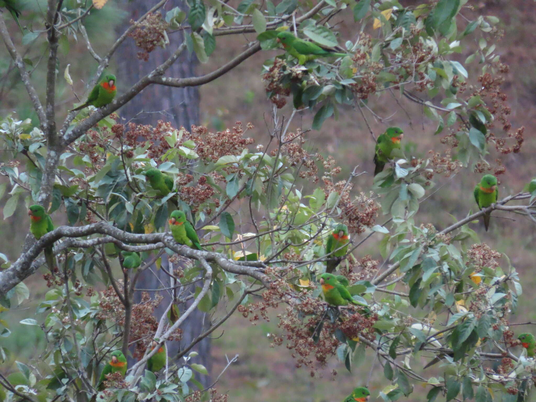 Image of Psittacara holochlorus rubritorquis