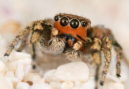 Image of Habronattus ciboneyanus Griswold 1987