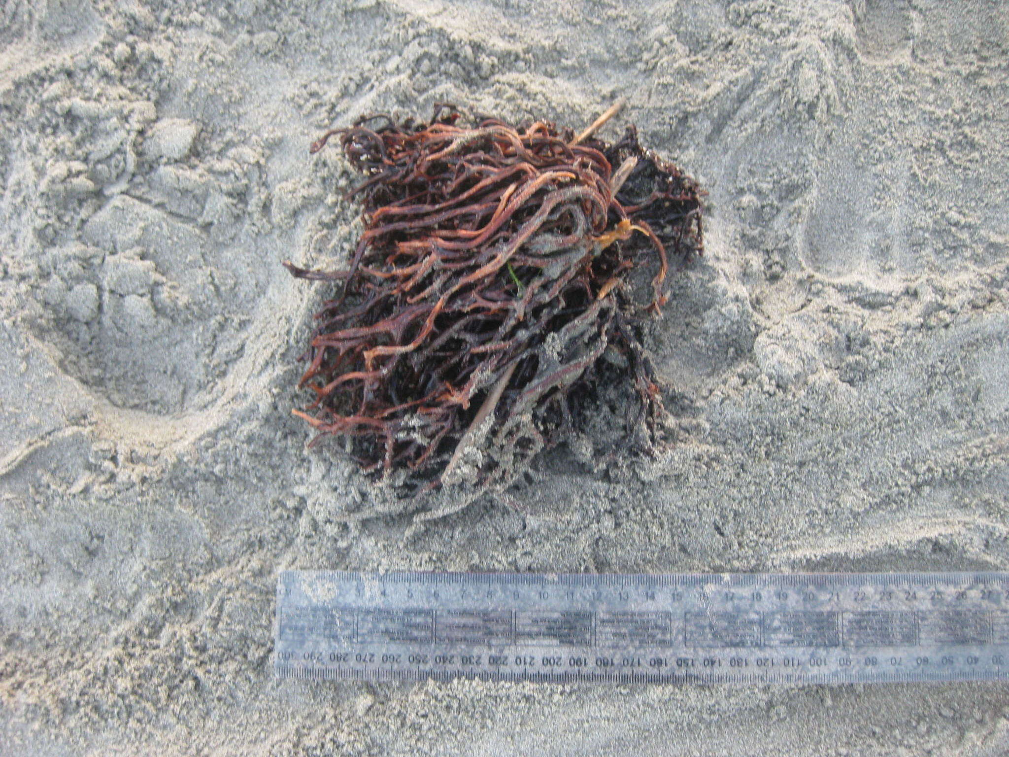 Image of Agarophyton chilense