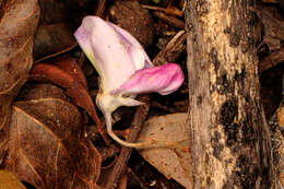 Image of Austrocallerya megasperma (F. Muell.) J. Compton & Schrire