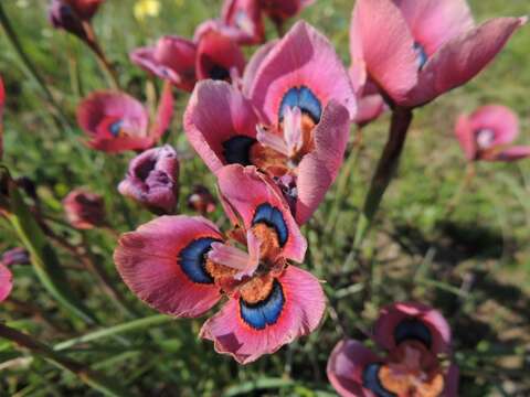 Image of Moraea tulbaghensis L. Bolus