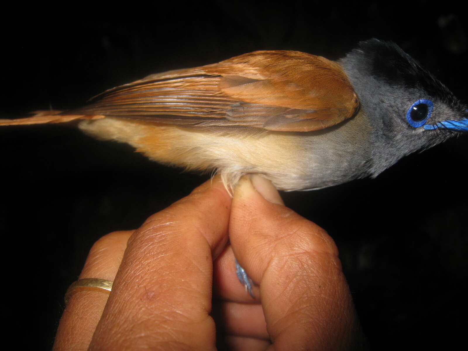 Image of Blyth's Paradise Flycatcher