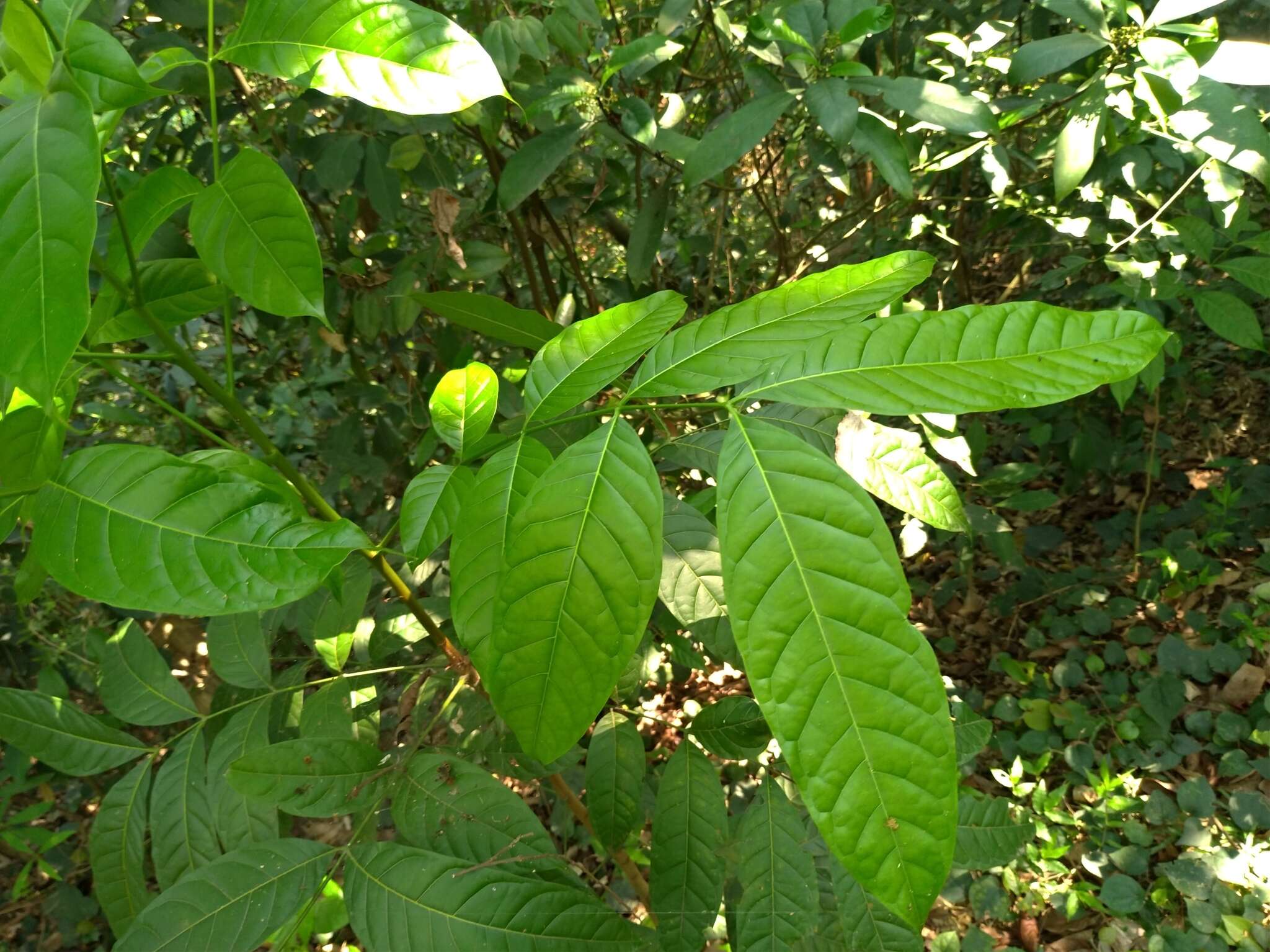 Imagem de Swietenia macrophylla G. King