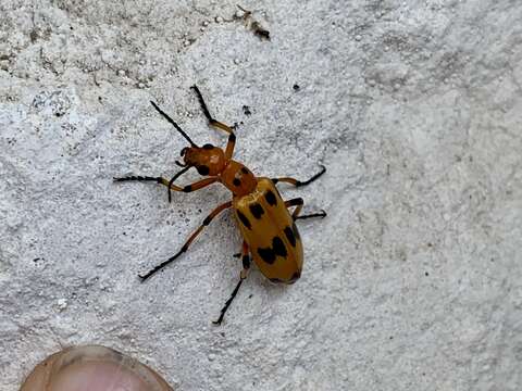 Image of Pyrota fasciata Selander 1963