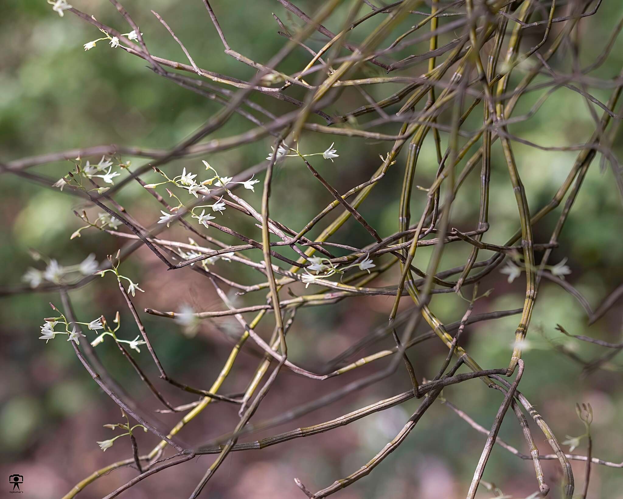 Image of Dendrobium herbaceum Lindl.