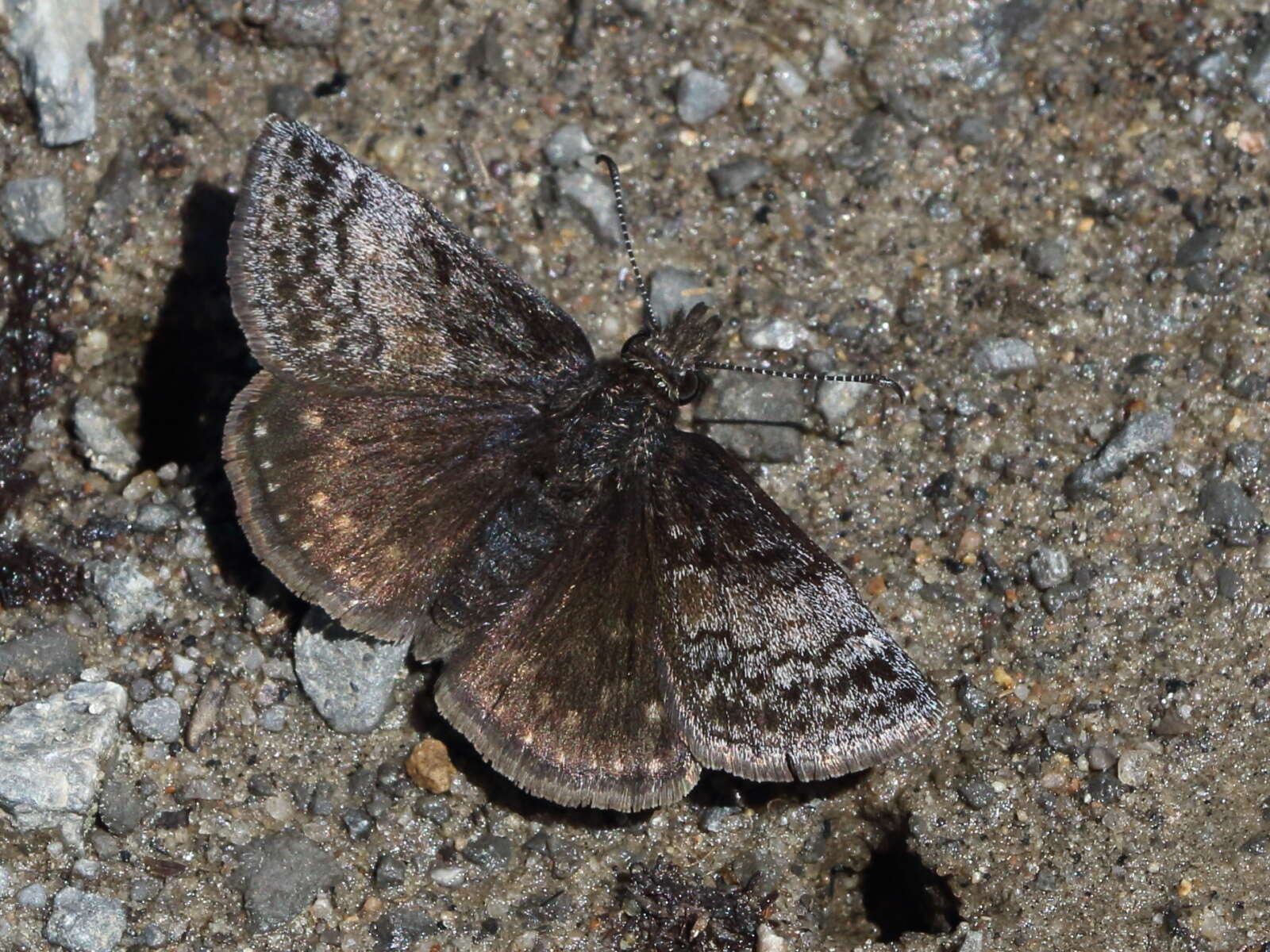 Image of Dreamy Duskywing