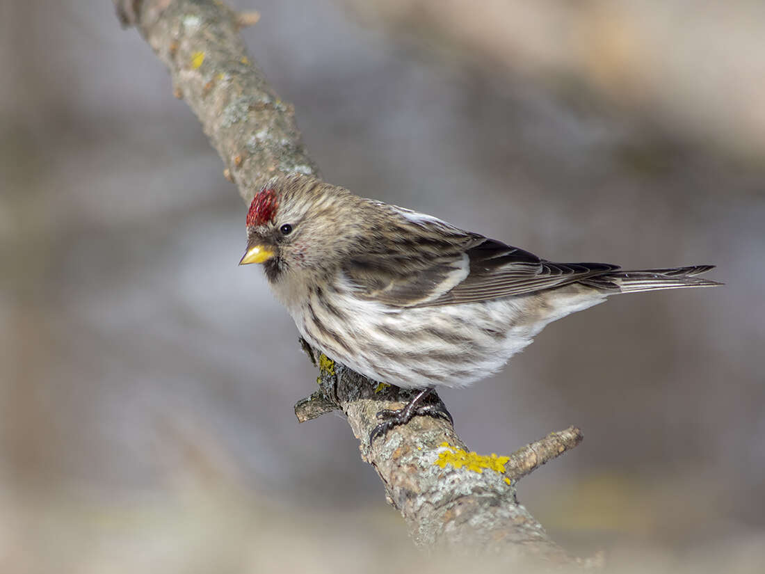 Acanthis flammea flammea (Linnaeus 1758)的圖片