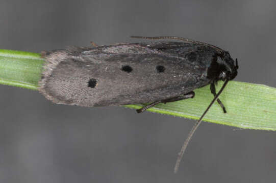 Image of Ethmia chrysopygella Kolenati 1846