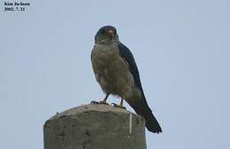 Image of Chinese Sparrowhawk