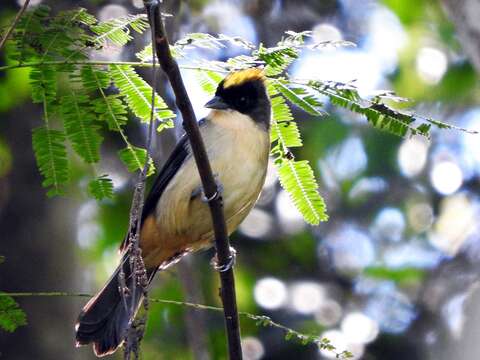 Image of Trichothraupis Cabanis 1851