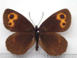 Image of Erebia niphonica Janson 1877