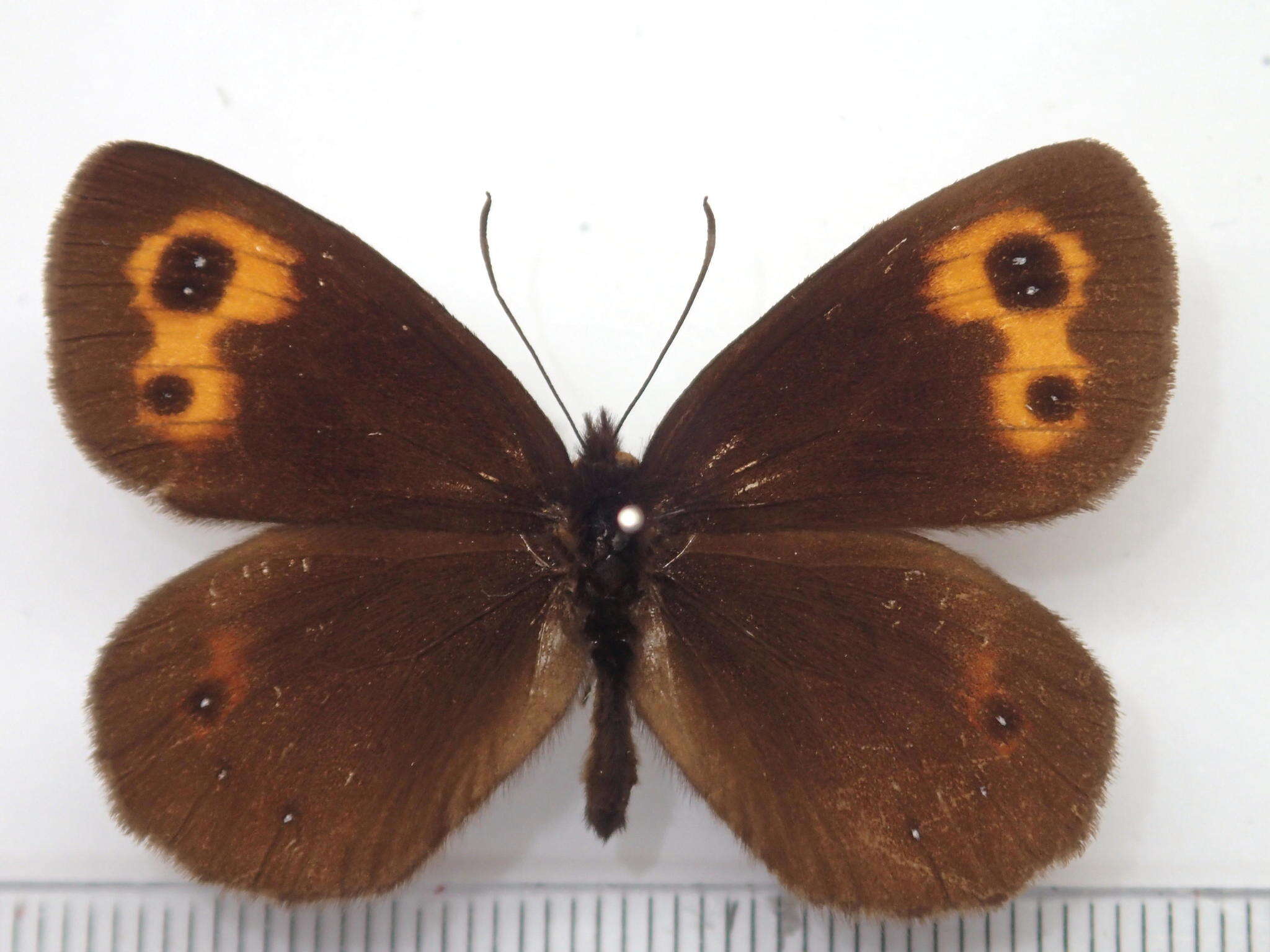 Image of Erebia niphonica Janson 1877