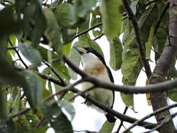 Image of White-mantled Barbet