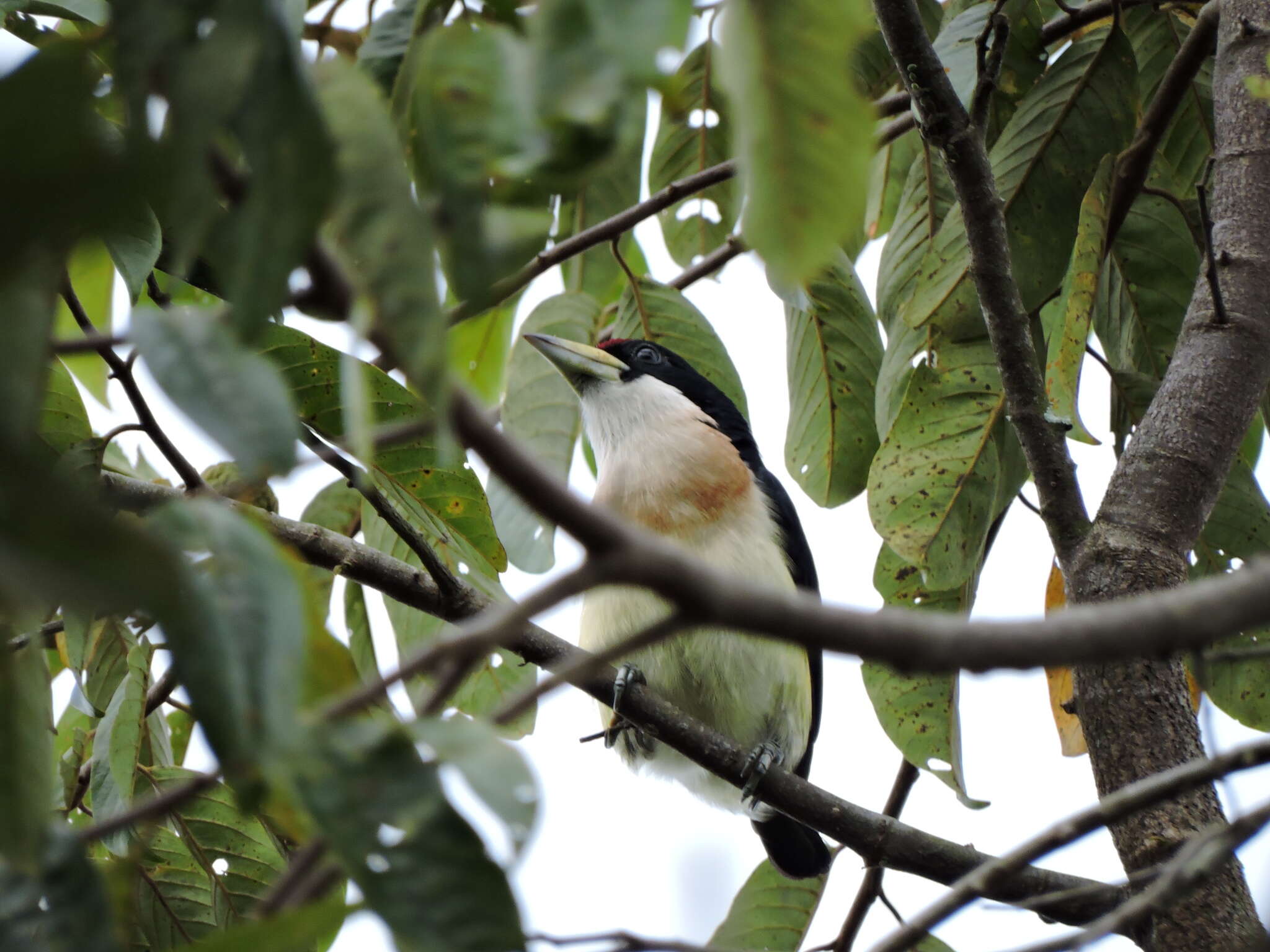 Image of White-mantled Barbet