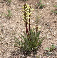 Image de Pedicularis parryi A. Gray