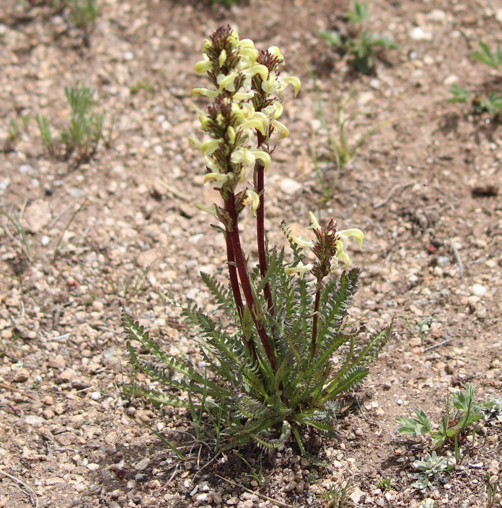 Image de Pedicularis parryi A. Gray