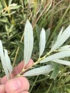 Image of prairie willow