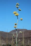 صورة Agave cerulata Trel.