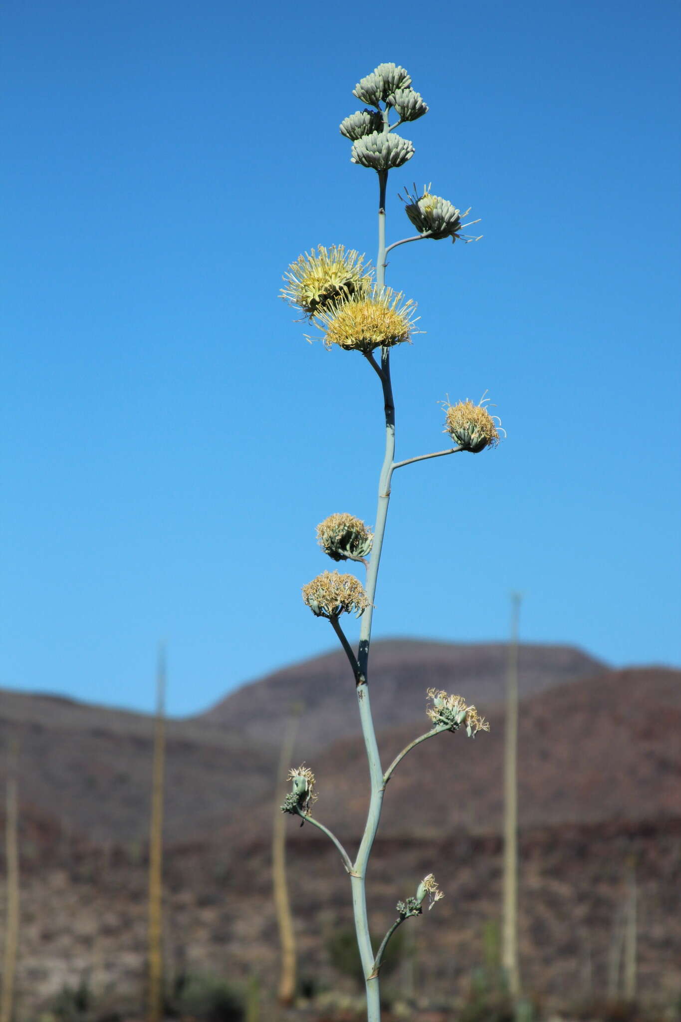 صورة Agave cerulata Trel.