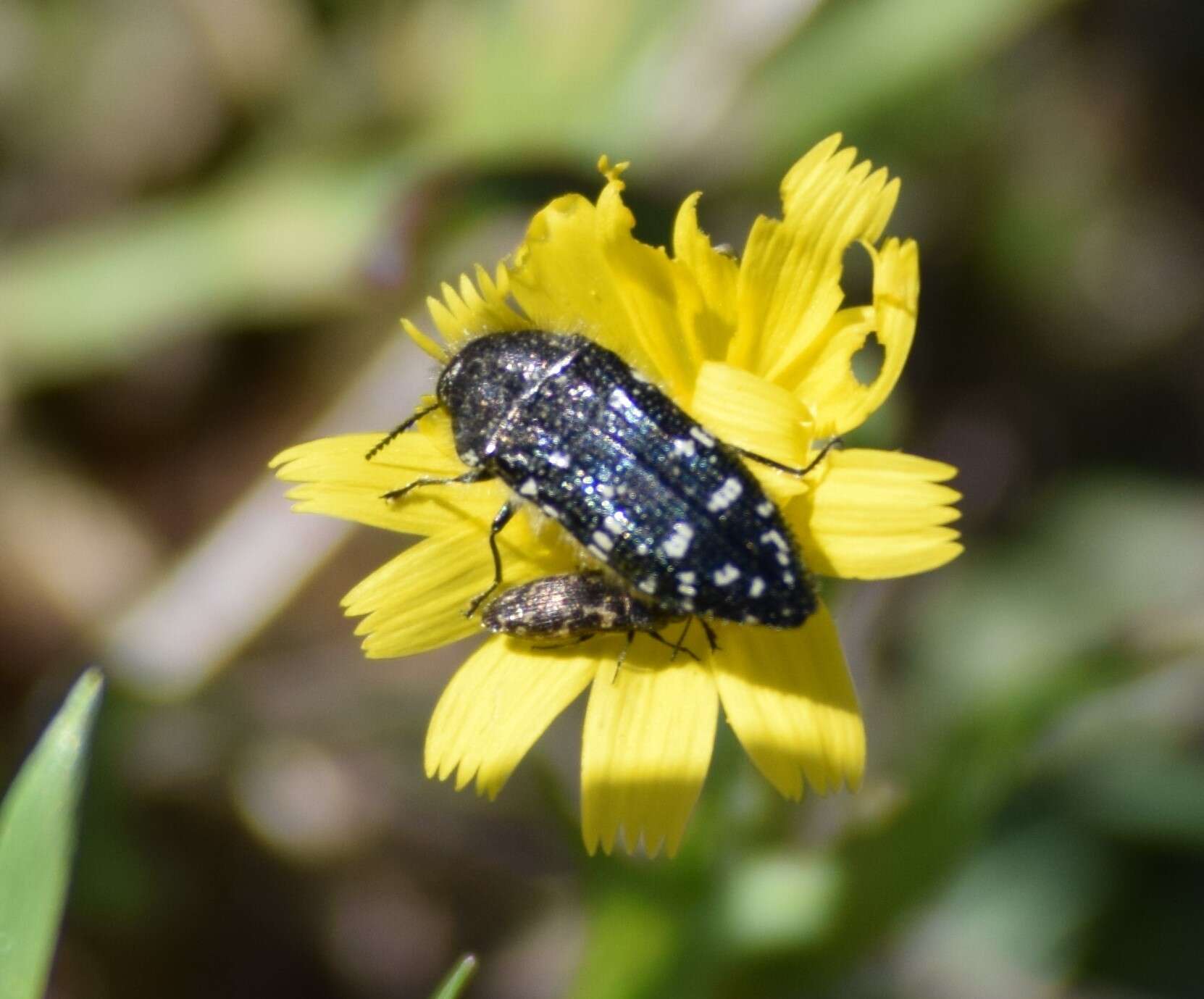 Image of Acmaeodera ornatoides Barr 1972