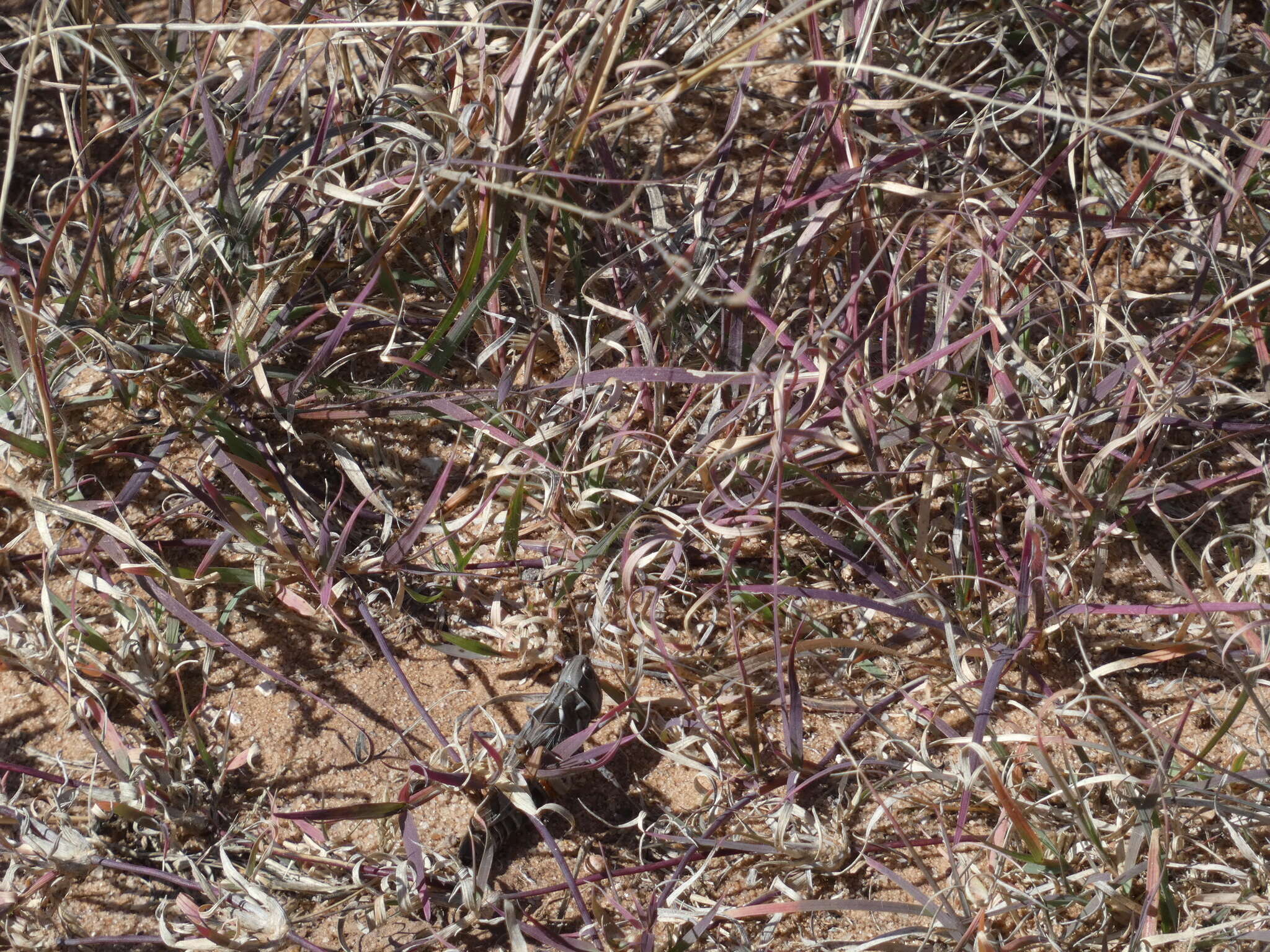 Image of Four-spotted Grasshopper