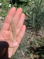 Image of false Rhodes grass