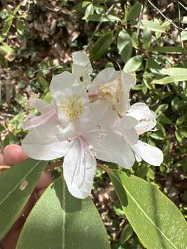 صورة Rhododendron carolinianum Rehder