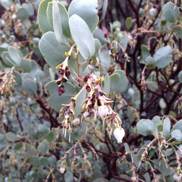 Image of bigberry manzanita