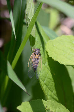 Image of Tettigetta