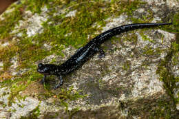 Image of Plethodon sequoyah Highton ex Highton, Maha & Maxson 1989