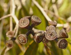 Image of Eucalyptus latisinensis K. D. Hill