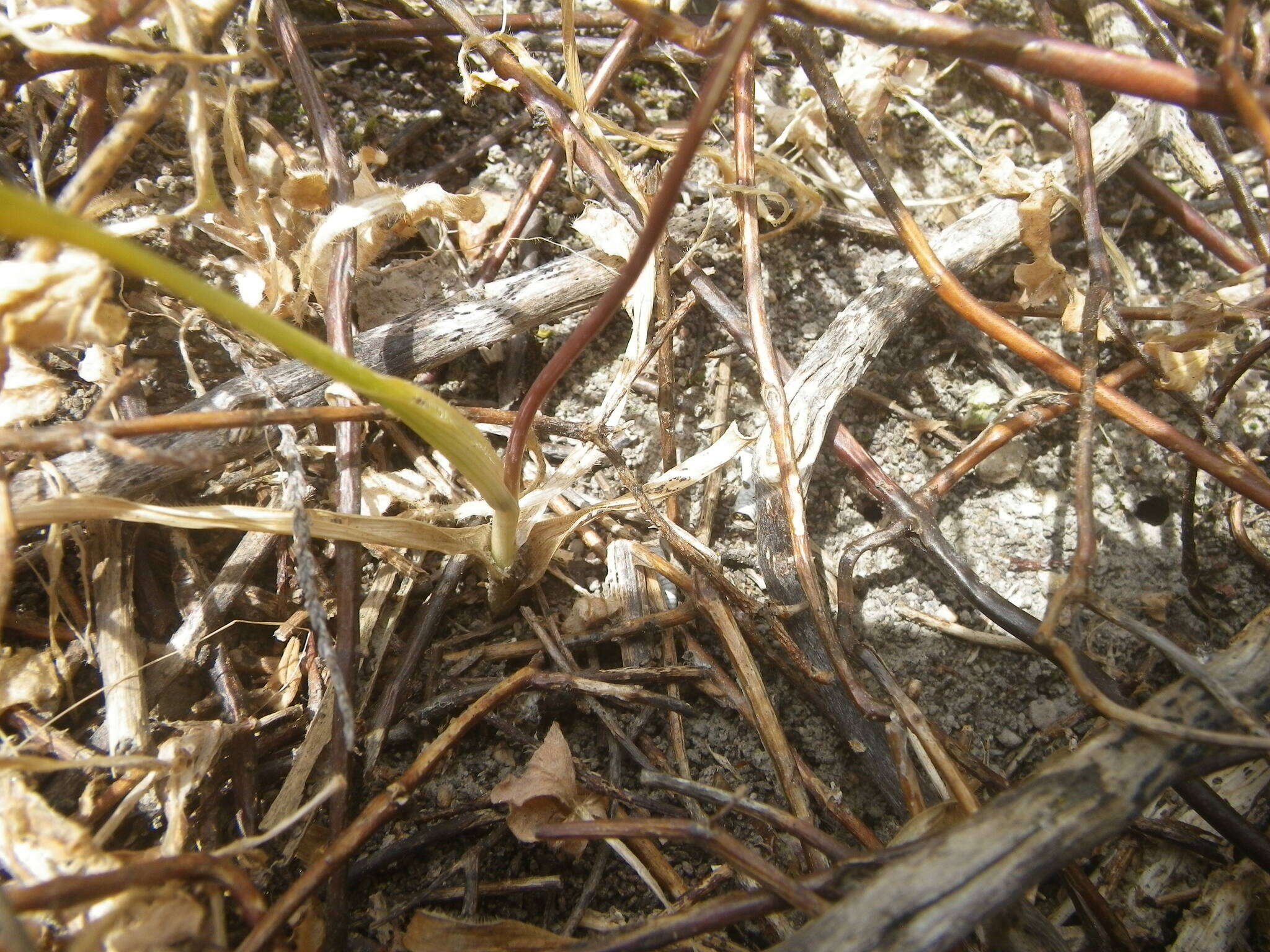 Imagem de Ornithogalum pilosum L. fil.