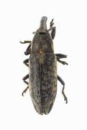 Image of Lixus subtilis Sturm 1826