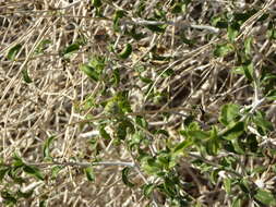 Sivun Encelia frutescens (A. Gray) A. Gray kuva