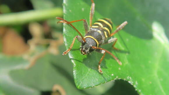 Image of Clytus lama Mulsant 1850