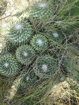 Image of Mammillaria scrippsiana (Britton & Rose) Orcutt