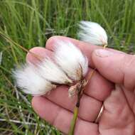 Image of broad-leaved cottongrass