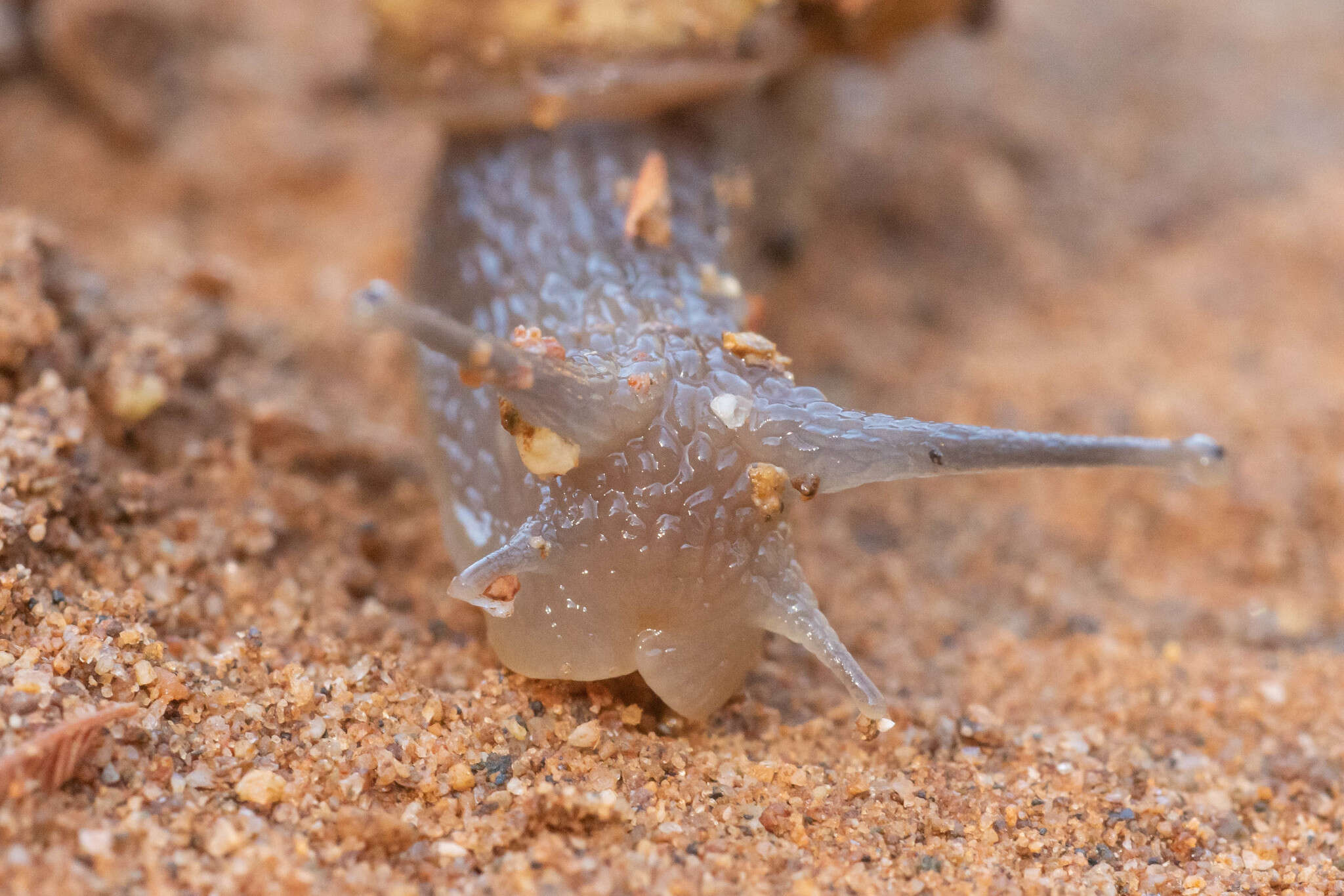 Image of Plectostylus chilensis