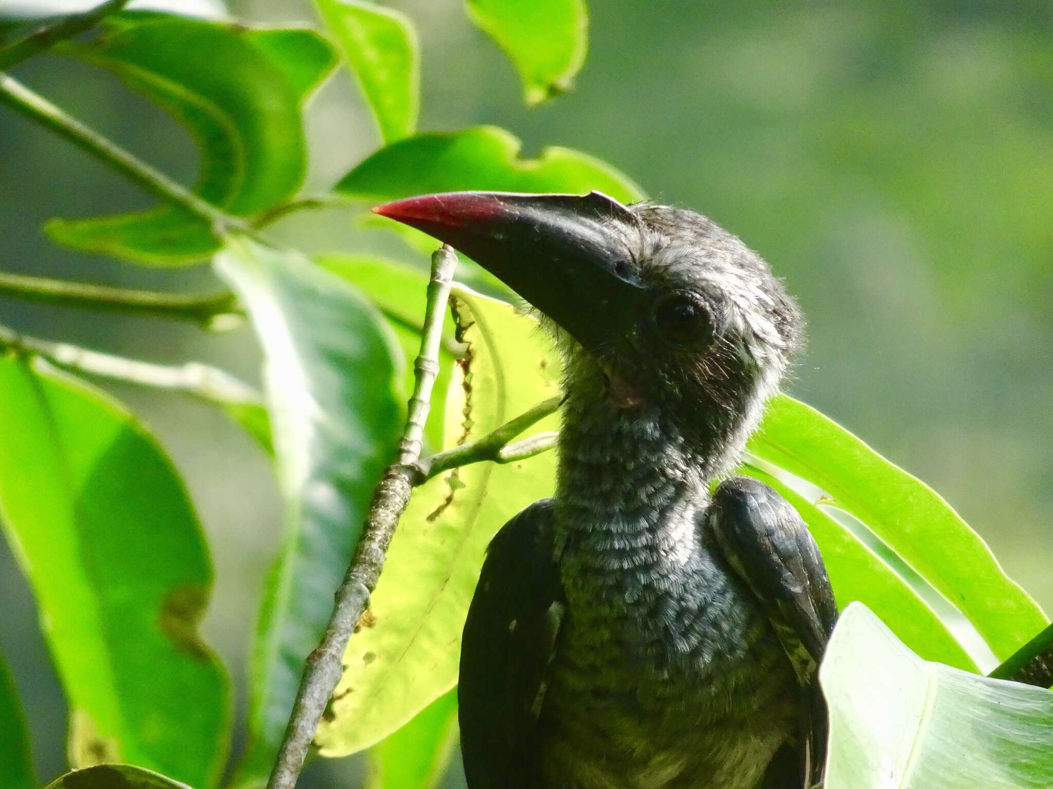 Image of Black Dwarf Hornbill