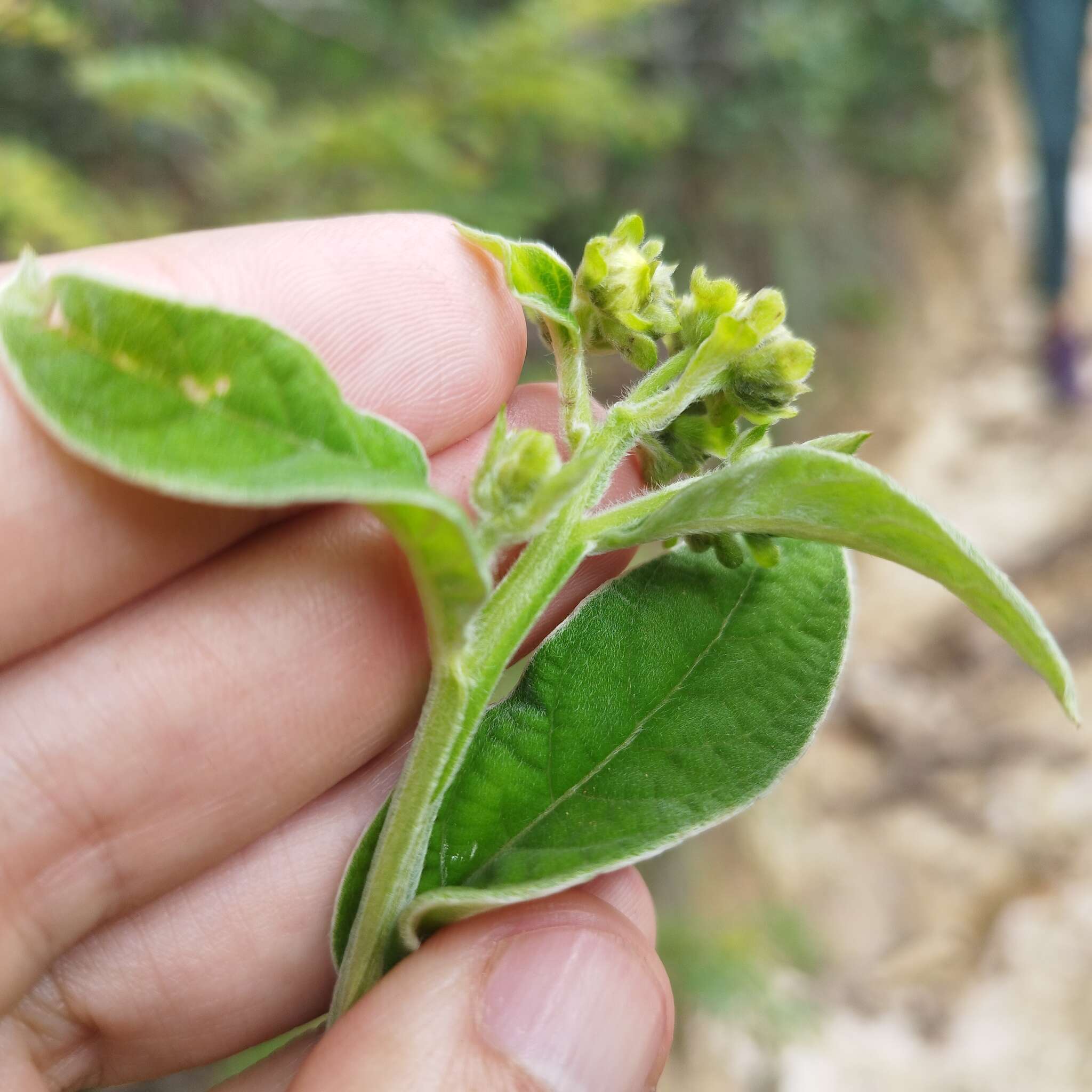 Image of Verbesina sericea Kunth & Bouche