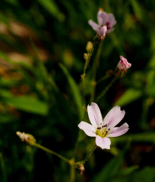 Image of Eremogone picta (Sm.) Dillenb. & Kadereit