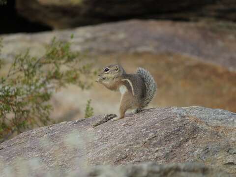 Image of Harris's Antelope Squirrel